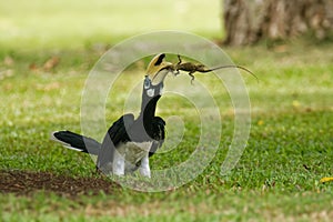 Oriental Pied-Hornbill - Anthracoceros albirostris large canopy-dwelling bird belonging to the Bucerotidae