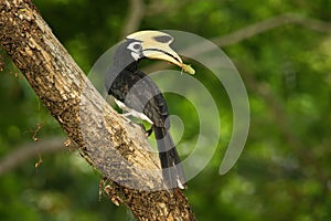 Oriental Pied-Hornbill - Anthracoceros albirostris large canopy-dwelling bird belonging to the Bucerotidae