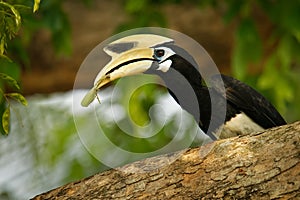 Oriental Pied-Hornbill - Anthracoceros albirostris large canopy-dwelling bird belonging to the Bucerotidae