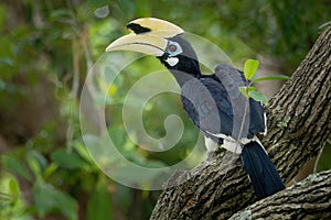 Oriental Pied-Hornbill - Anthracoceros albirostris large canopy-dwelling bird belonging to the Bucerotidae