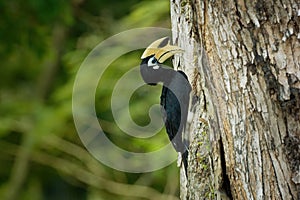 Oriental Pied-Hornbill - Anthracoceros albirostris large canopy-dwelling bird belonging to the Bucerotidae feeding on the nest