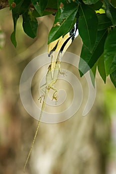 Oriental Pied-Hornbill - Anthracoceros albirostris large canopy-dwelling bird belonging to the Bucerotidae