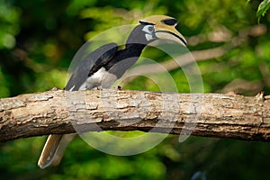 Oriental Pied-Hornbill - Anthracoceros albirostris large canopy-dwelling bird belonging to the Bucerotidae