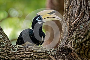 Oriental Pied-Hornbill - Anthracoceros albirostris large canopy-dwelling bird belonging to the Bucerotidae. Other common names are