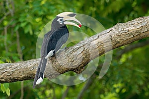 Oriental Pied-Hornbill - Anthracoceros albirostris large canopy-dwelling bird belonging to the Bucerotidae. Other common names are