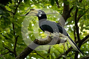 Oriental Pied-Hornbill - Anthracoceros albirostris large canopy-dwelling bird belonging to the Bucerotidae. Other common names are