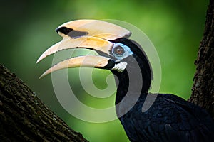 Oriental Pied-Hornbill - Anthracoceros albirostris large canopy-dwelling bird in Bucerotidae, sunda pied hornbill convexus and