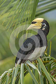Oriental Pied-Hornbill Anthracoceros albirostris in a palmtree , Langkawi, Malaysia.
