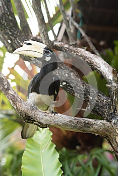 Oriental pied hornbill or Anthracoceros albirostris resting on a branch