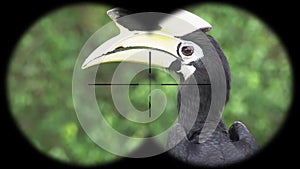 Oriental pied hornbill anthracoceros albirostris seen through binoculars. Seen through binoculars. Bird watching at