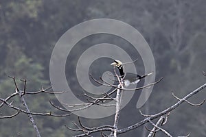 Oriental pied hornbill or Anthracoceros albirostris seen in Rongtong in India