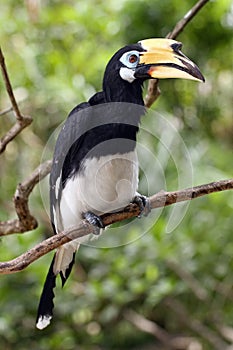 The oriental pied hornbill ,Anthracoceros albirostris, sitting on the branch with green background