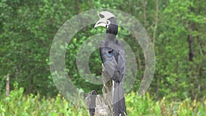 Oriental Pied Hornbill Anthracoceros albirostris Sitting on Tree. Endangered Endemic Borneo Bird