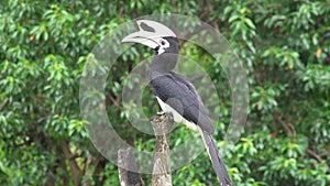 Oriental Pied Hornbill Anthracoceros albirostris Sitting on Tree. Endangered Endemic Borneo Bird