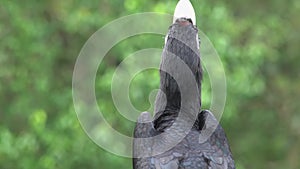 Oriental Pied Hornbill Anthracoceros albirostris Sitting on Tree. Endangered Endemic Borneo Bird