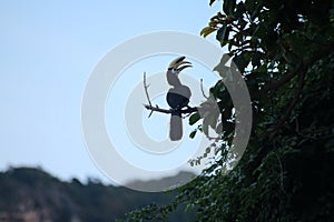 Oriental pied hornbill bird with evening sky background