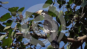 Oriental Pied Hornbill Bird Sitting on Tree Brunch Anthracoceros Albirostris