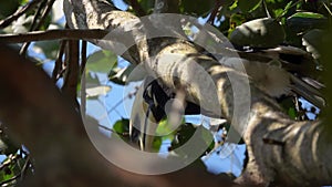 Oriental Pied Hornbill Bird Sitting on Tree Brunch Anthracoceros Albirostris