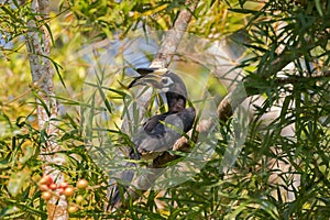 Oriental pied hornbill bird sitting on tree eating ripe red Pith