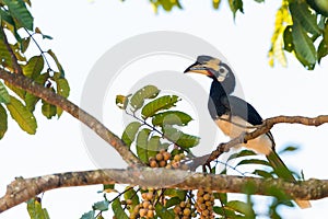 Oriental pied hornbill bird stair  on the branch tree in nature at Thailand, Anthracoceros albirostris
