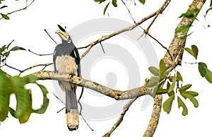 Oriental pied hornbill bird stair  on the branch tree in nature at Thailand, Anthracoceros albirostris