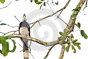 Oriental pied hornbill bird stair  on the branch tree in nature at Thailand, Anthracoceros albirostris