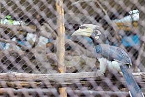 Oriental Pied Hornbill in the cage