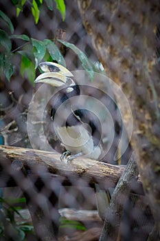 Oriental Pied Hornbill in the cage