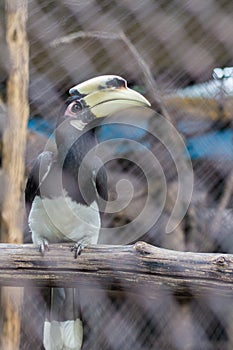 Oriental Pied Hornbill in the cage