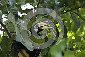 Oriental Pied Hornbill photo