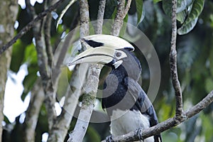 Oriental Pied Hornbill photo