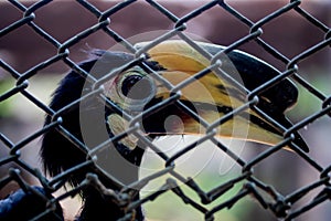 Oriental Pied Hornbill is caught up in cage in Chainat Bird Park, a collection of exotic birds and rare birds such as hornbills
