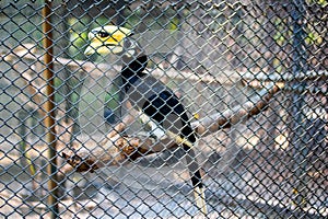 Oriental Pied Hornbill is caught up in cage in Chainat Bird Park, a collection of exotic birds and rare birds such as hornbills