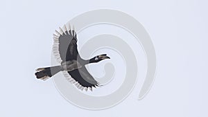 Oriental Pied Hornbill In Flight