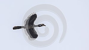 Oriental Pied Hornbill Flying On Blue Sky