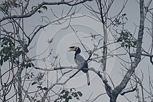 Oriental pied Hornbill in the forest.