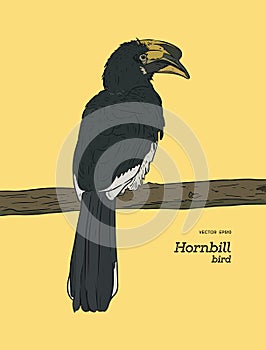 Oriental Pied Hornbill, hand draw sketch vector.