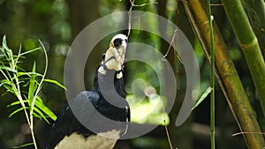 Oriental pied hornbill in nature.