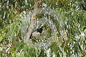 An oriental pied hornbill perched on a eucalyptus tree.