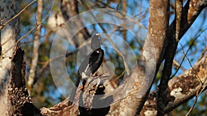 Oriental Pied Hornbill perched on tree