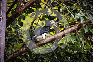 Oriental pied hornbill perching on tree