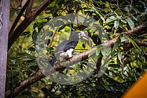 Oriental pied hornbill perching on tree