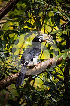 Oriental pied hornbill perching on tree