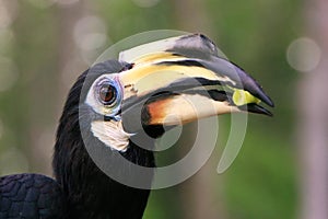 Oriental Pied Hornbill, Sepilok, Borneo, Malaysia