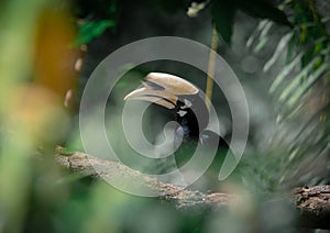 An oriental pied hornbill standing on a tree alone waiting for hunting an insect in the Khao Yai National Park of Thailand. The