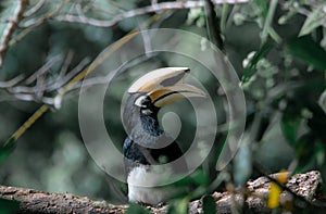 An oriental pied hornbill standing on a tree alone waiting for hunting an insect in the Khao Yai National Park of Thailand. The