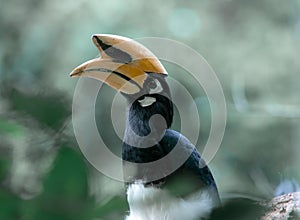 An oriental pied hornbill standing on a tree alone waiting for hunting an insect in the Khao Yai National Park of Thailand. The