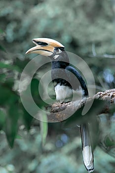 An oriental pied hornbill standing on a tree alone waiting for hunting an insect in the Khao Yai National Park of Thailand. The