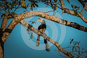Oriental pied Hornbill on a tree
