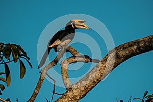 Oriental pied Hornbill on a tree